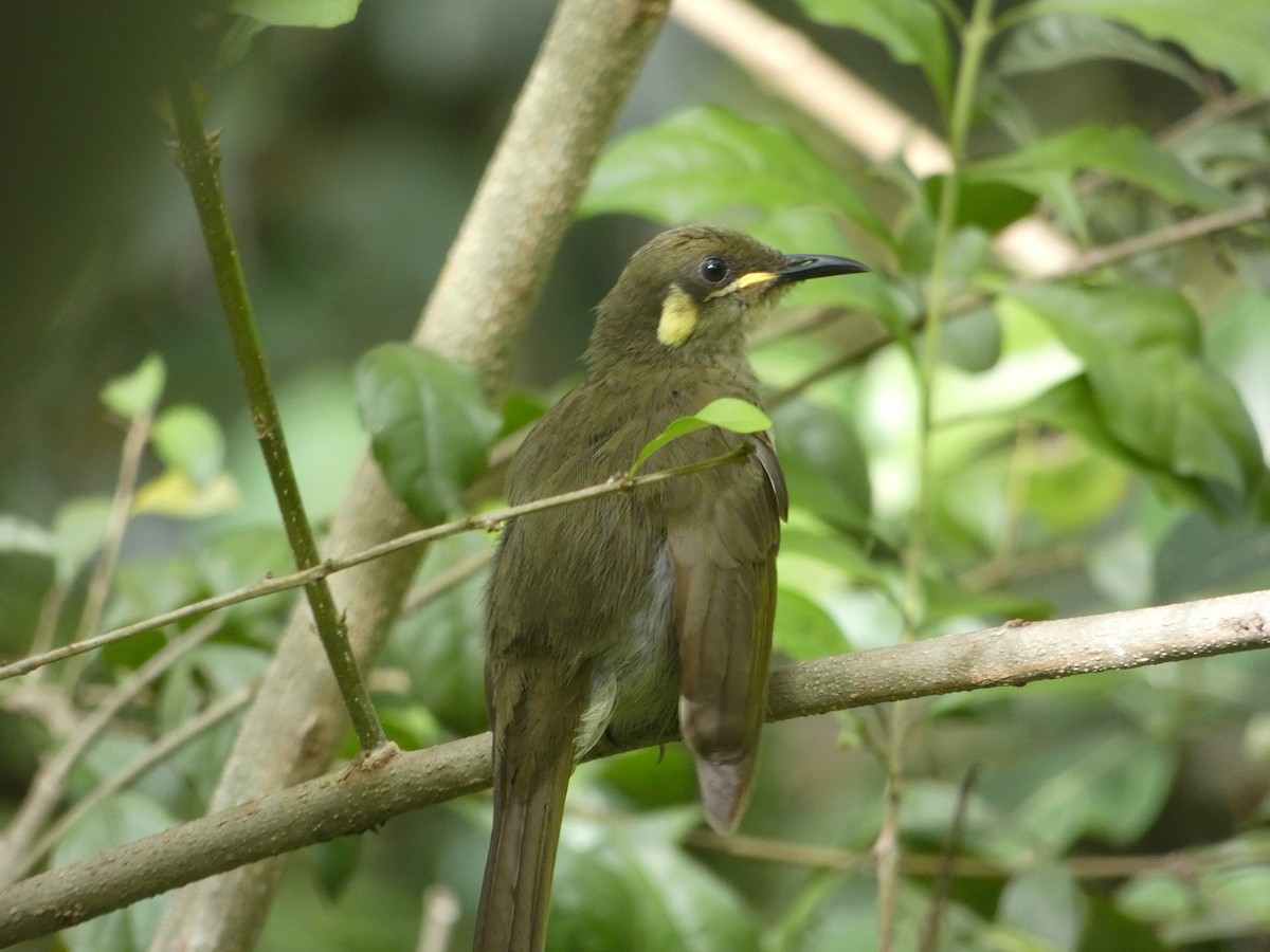 Cryptic Honeyeater - ML646436681