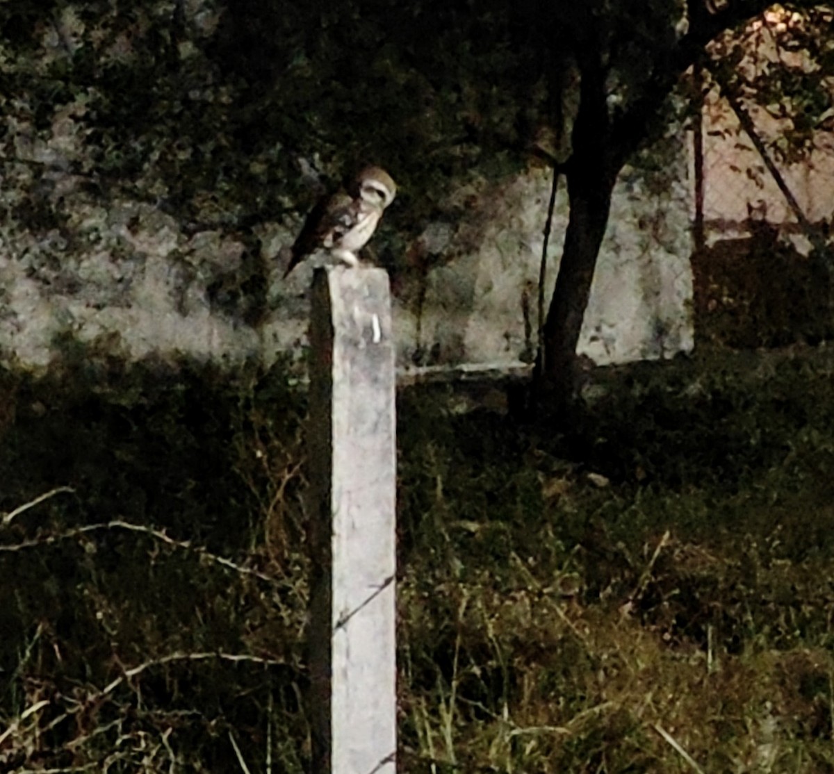 Spotted Owlet - ML646436683