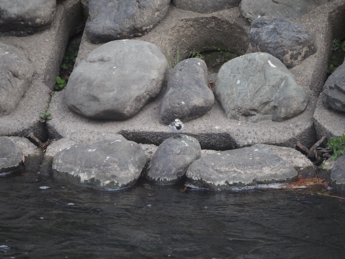 נחליאלי לבן - ML646436684