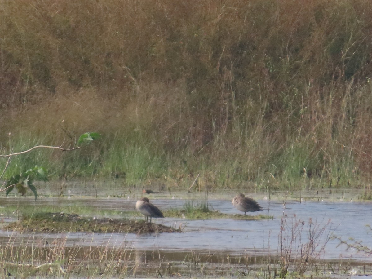 ברווז צהוב-מצח - ML646436685
