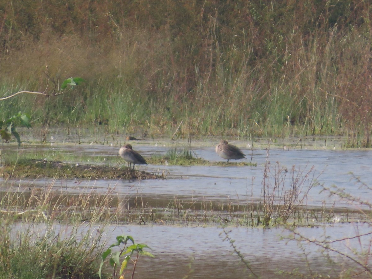 ברווז צהוב-מצח - ML646436686