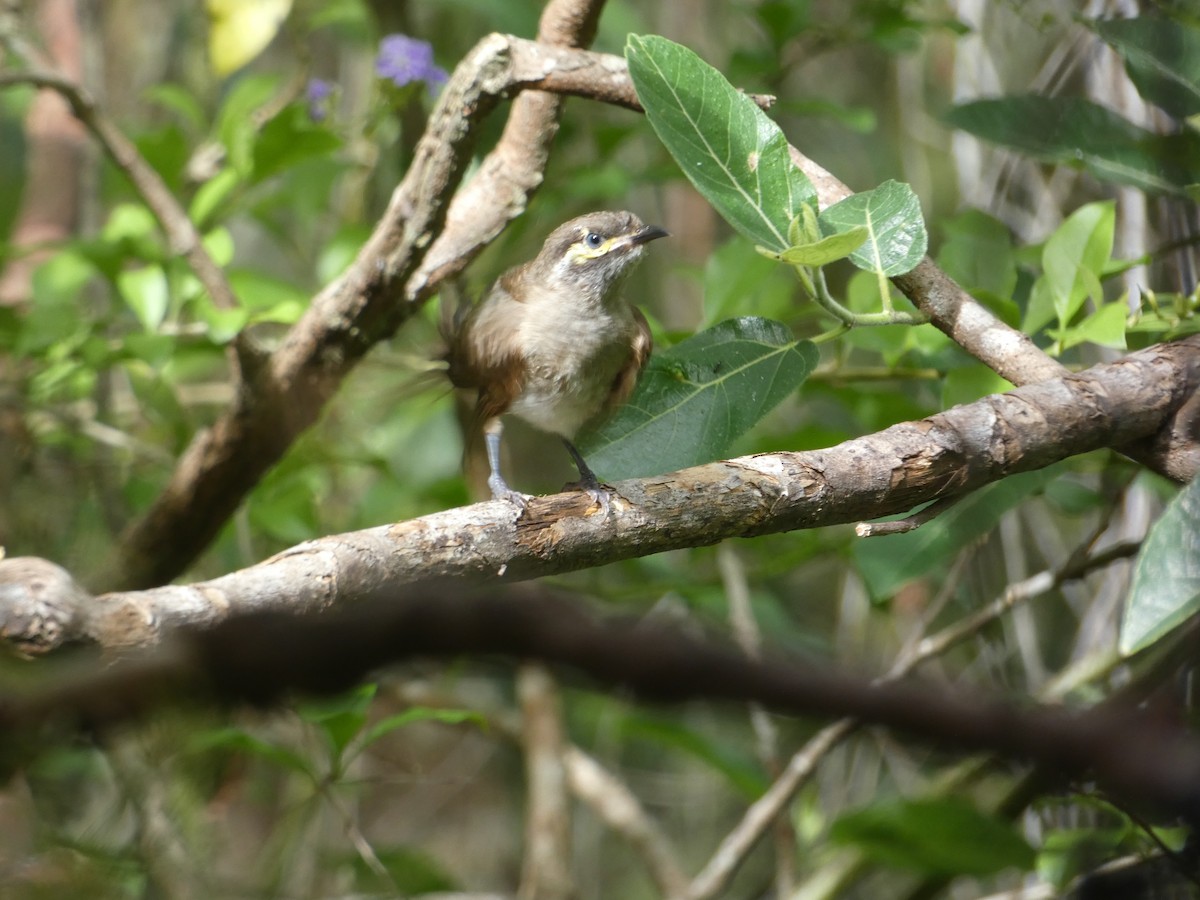 Yellow-faced Honeyeater - ML646436687