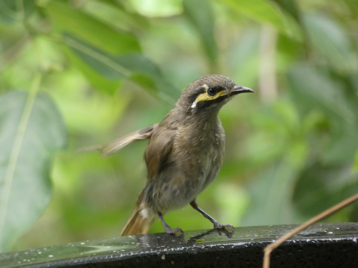 Желтолицый медосос - ML646436688