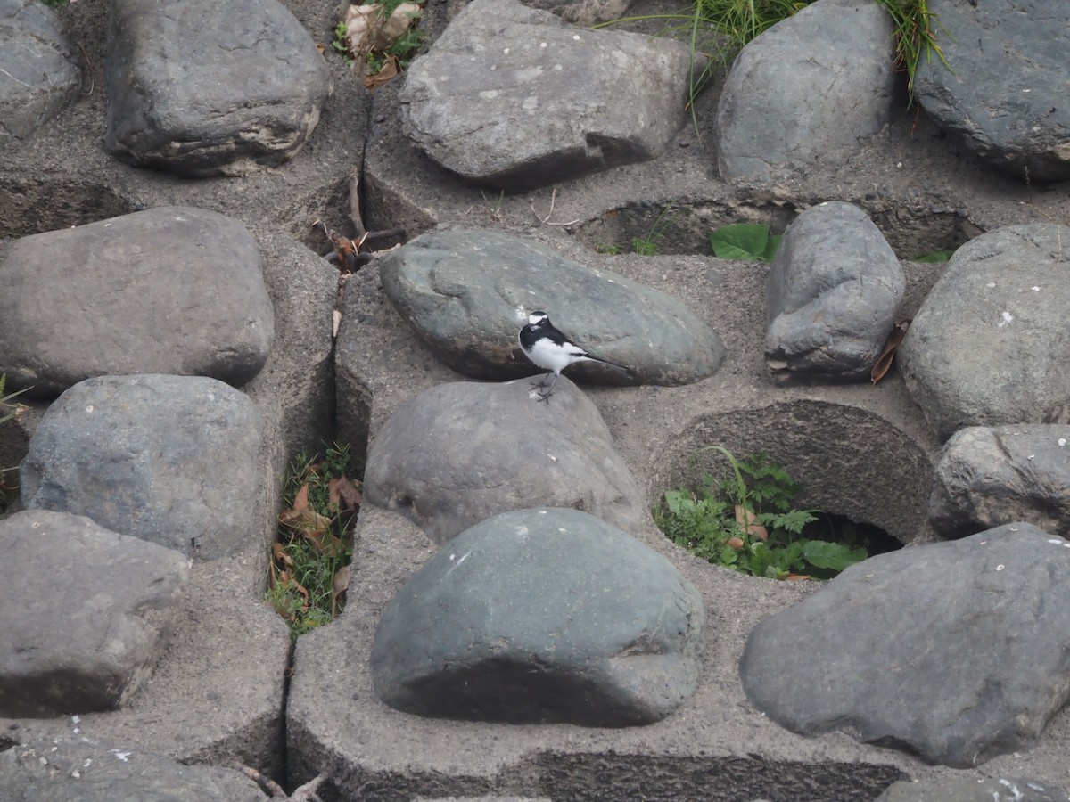 Japanese Wagtail - ML646436689