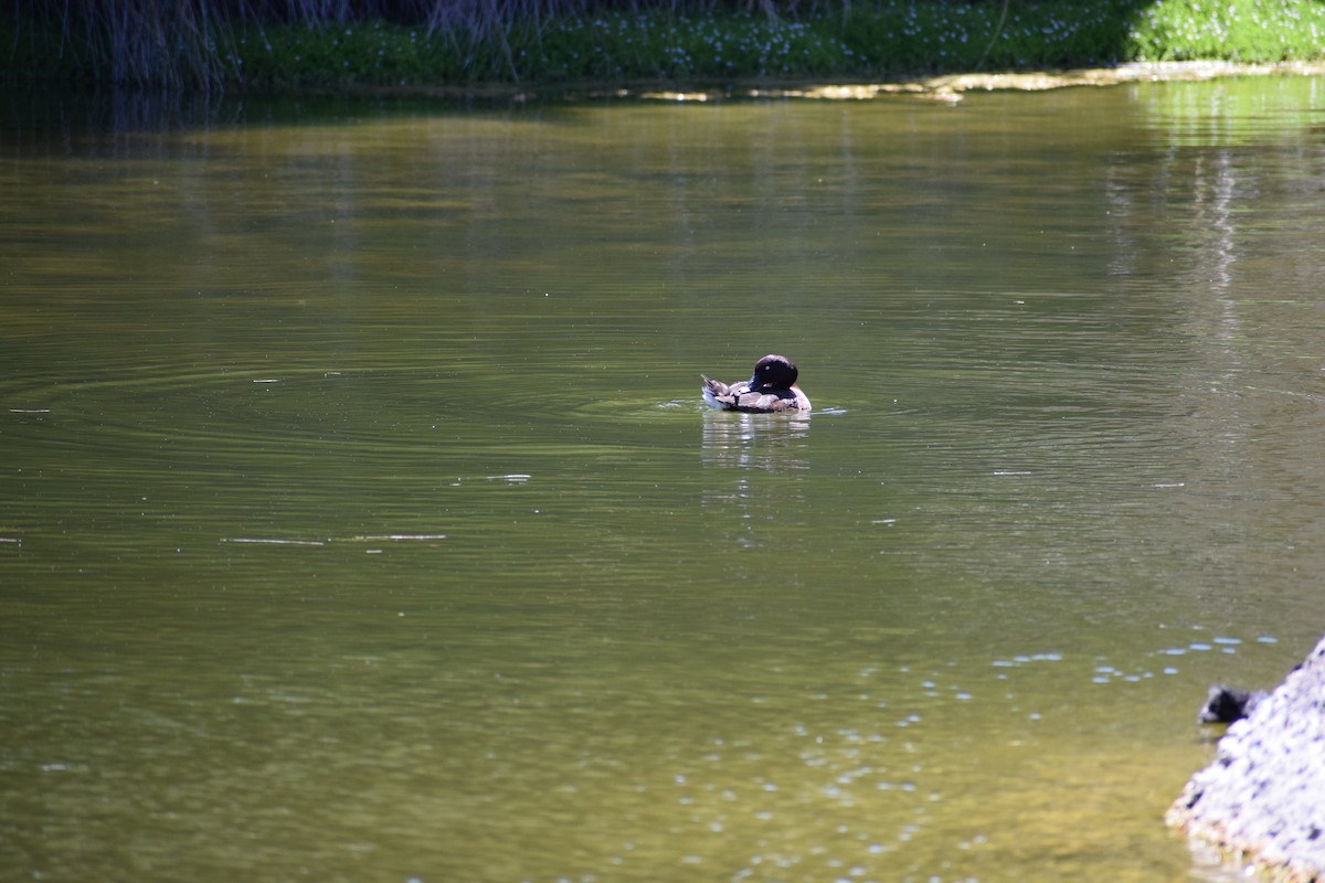 Hardhead - ML646436690