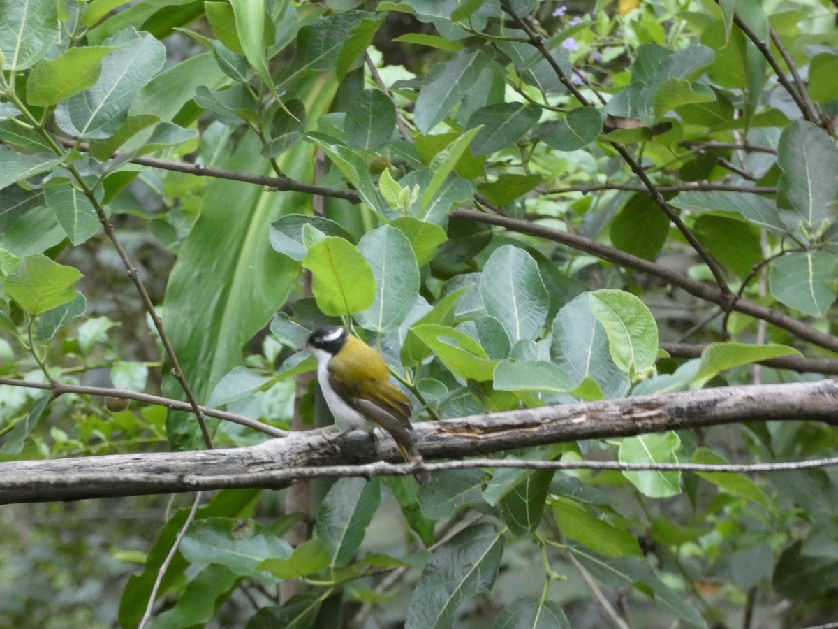 White-throated Honeyeater - ML646436691