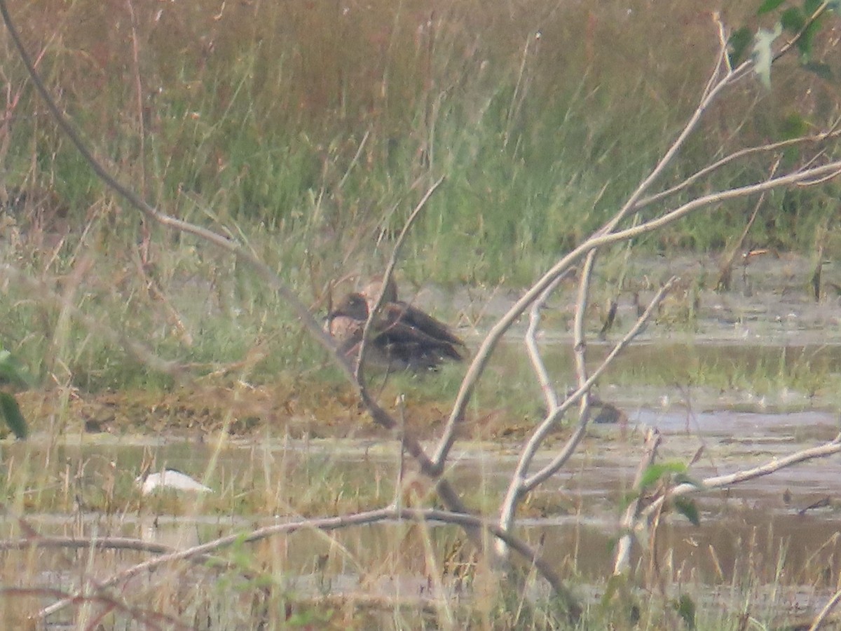שרשיר - ML646436692