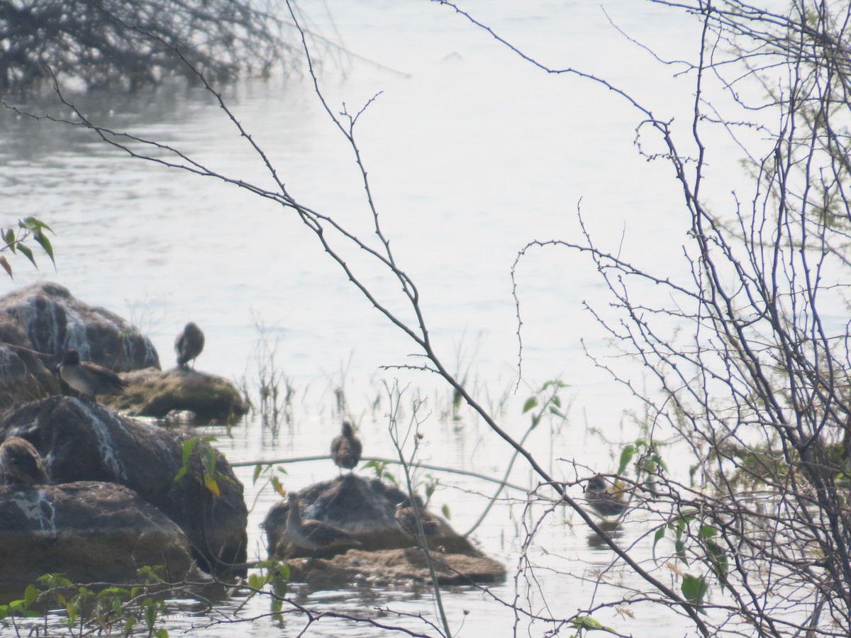 שרשיר - ML646436693
