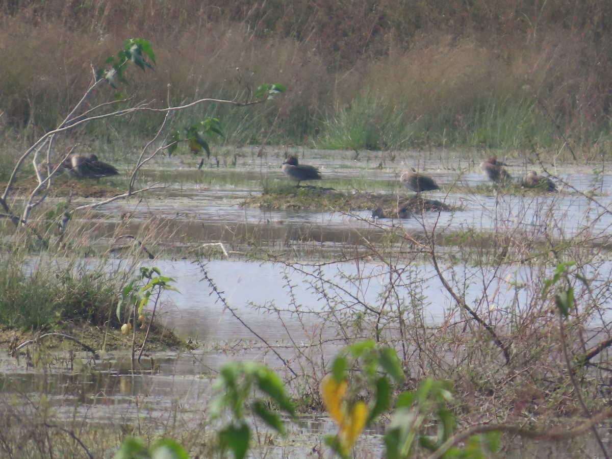 שרשיר - ML646436694