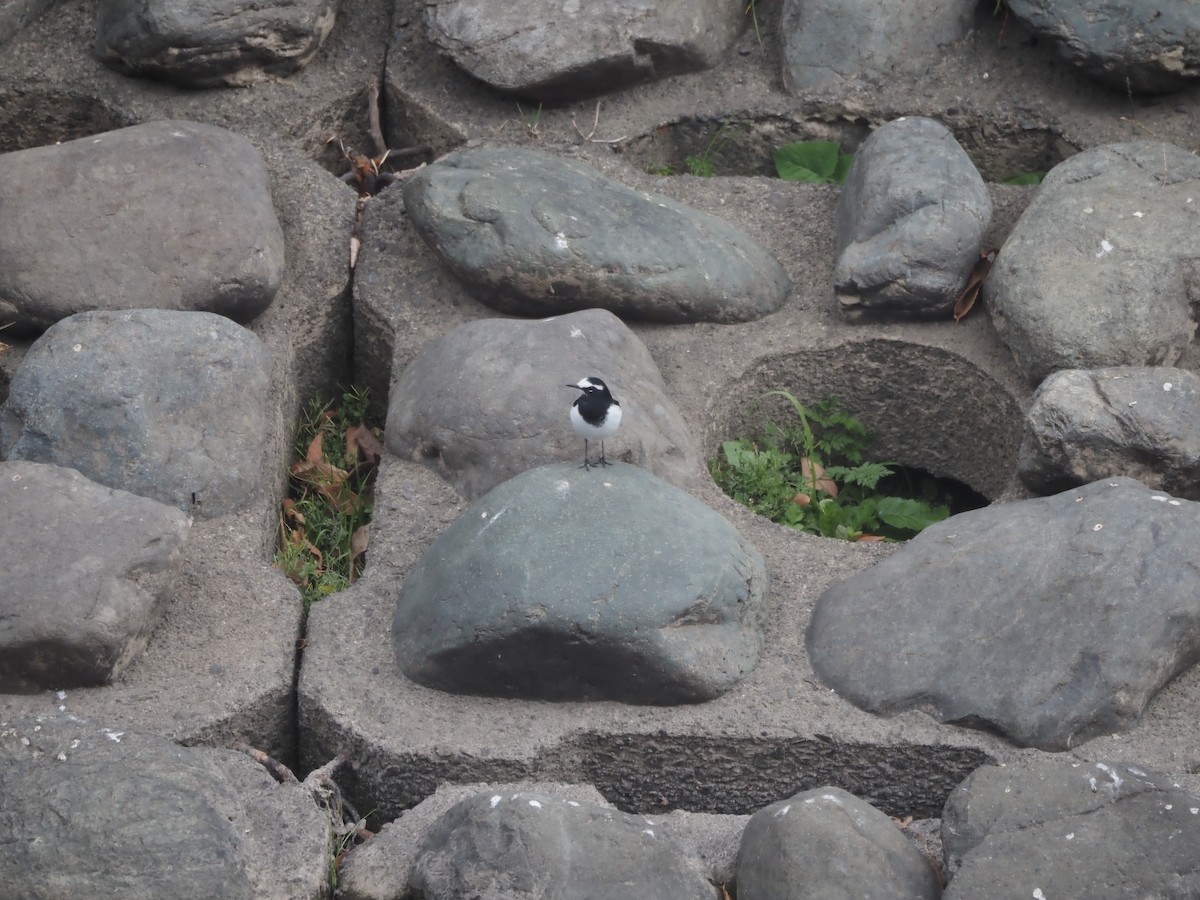 Japanese Wagtail - ML646436695