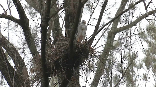 Gray Goshawk - ML646436696