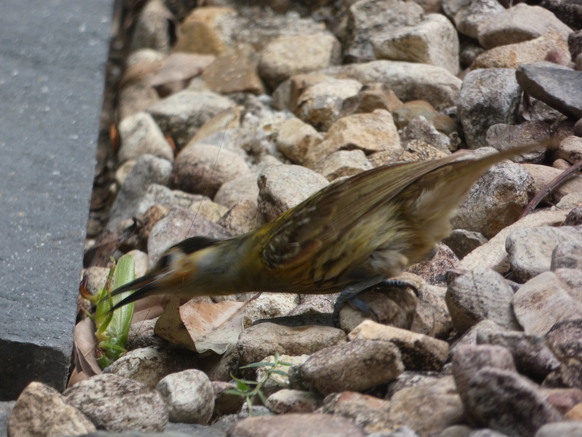 Macleay's Honeyeater - ML646436697