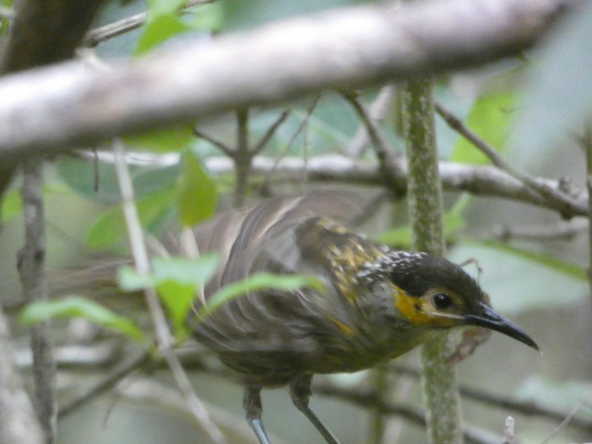 Macleay's Honeyeater - ML646436698
