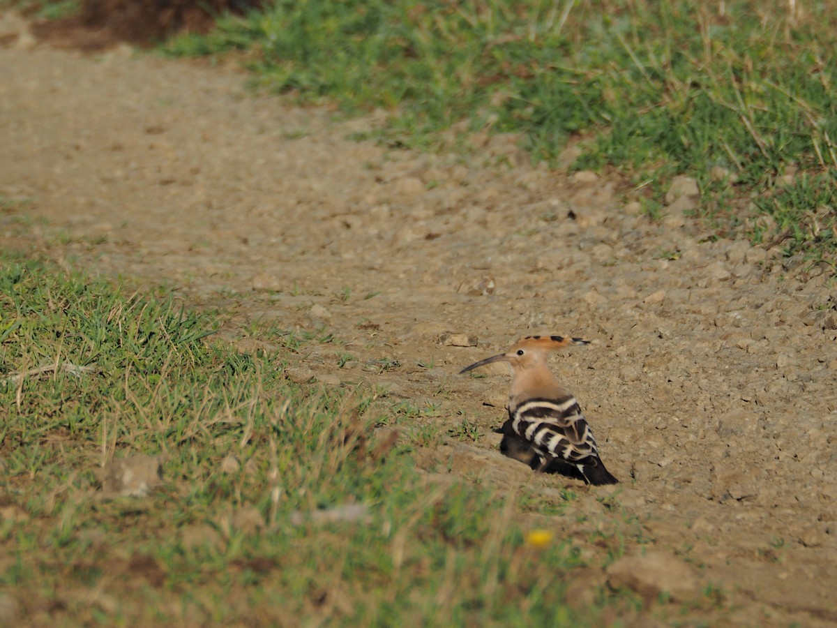 דוכיפת - ML646436699