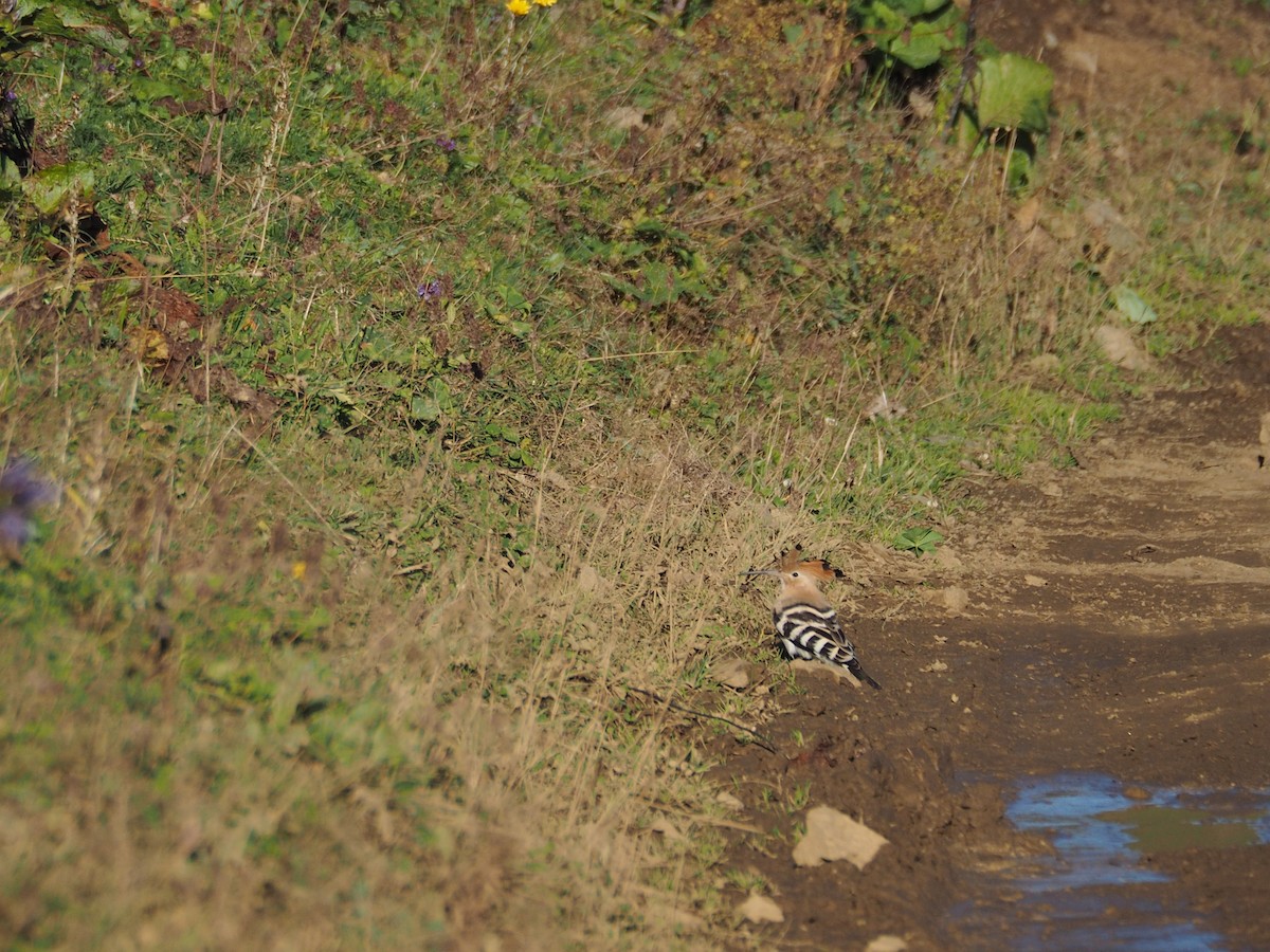 דוכיפת - ML646436701