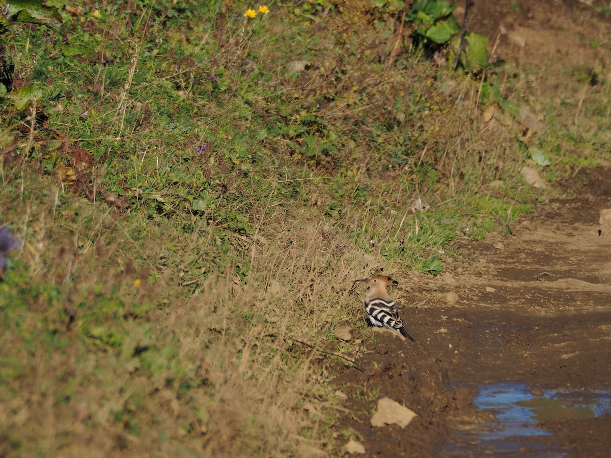 דוכיפת - ML646436702