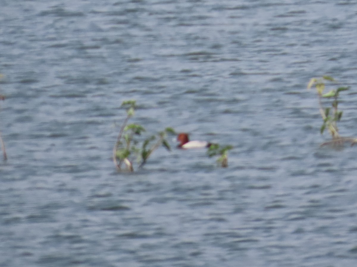 צולל חלודי - ML646436703