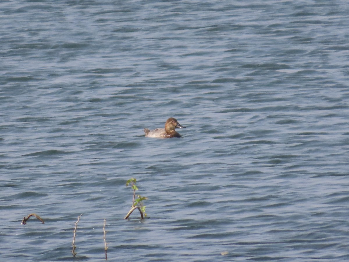 צולל חלודי - ML646436704