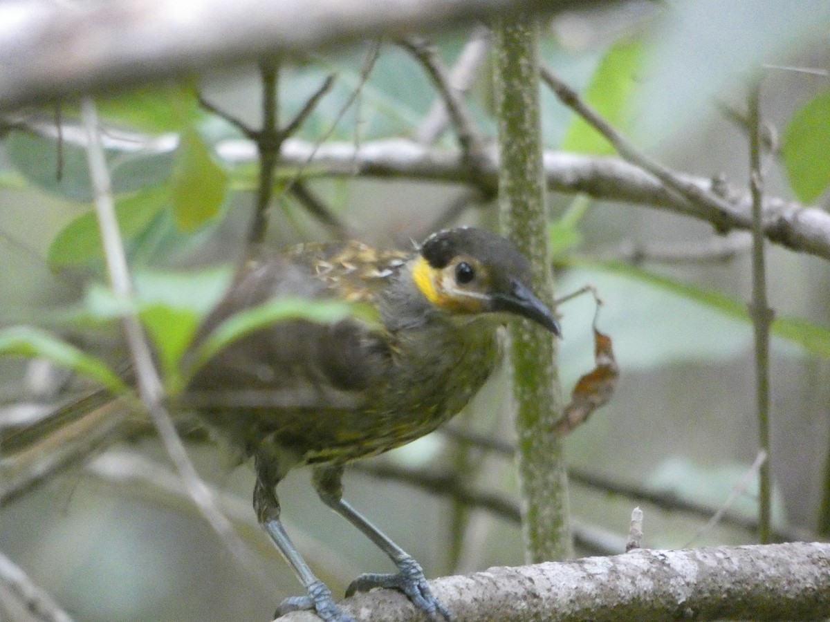 Macleay's Honeyeater - ML646436705