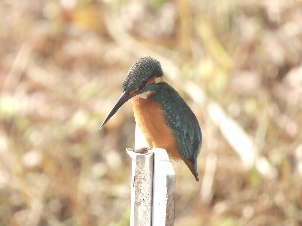 שלדג גמדי - ML646436706