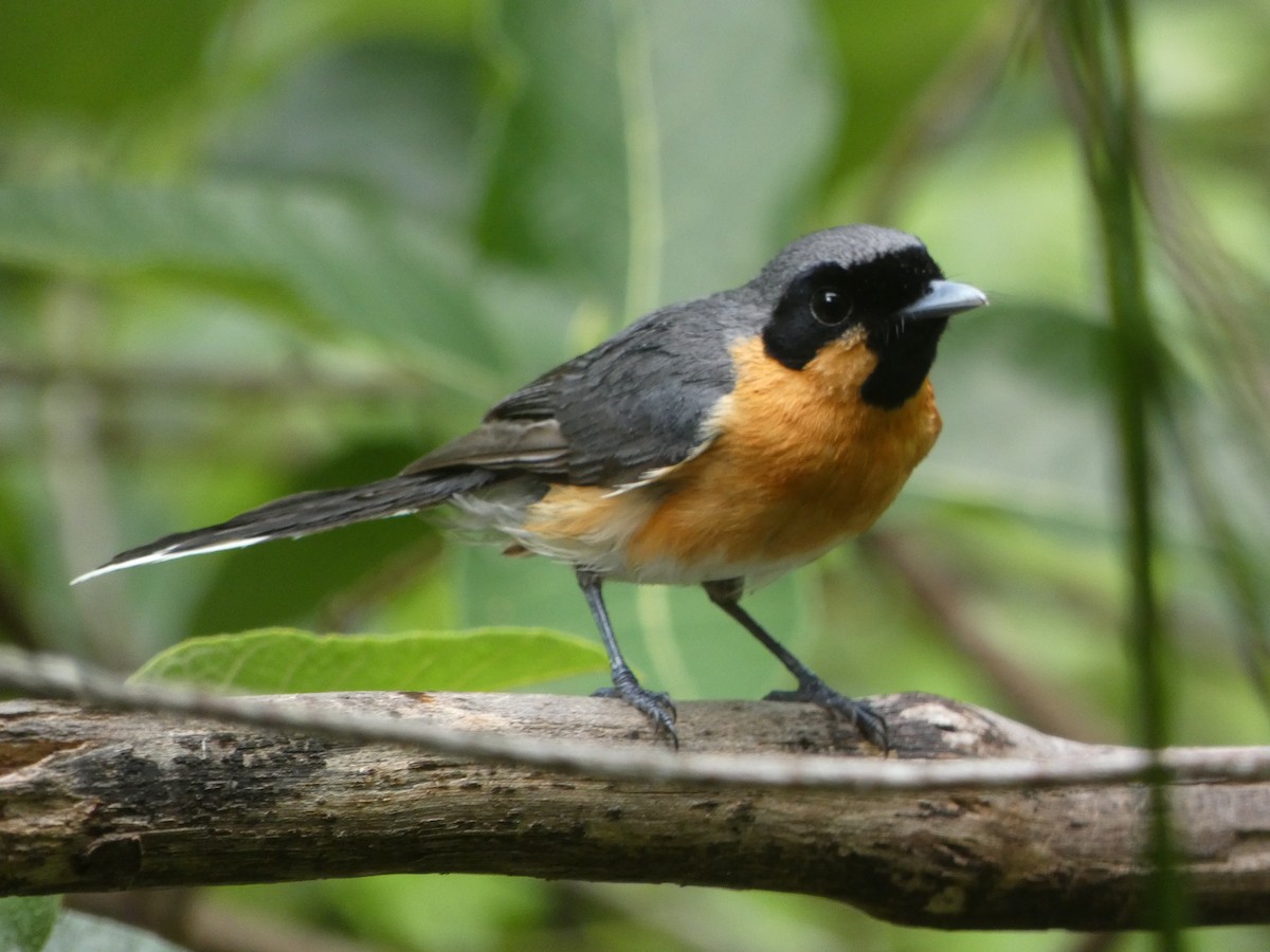 Australian Spectacled Monarch - ML646436707