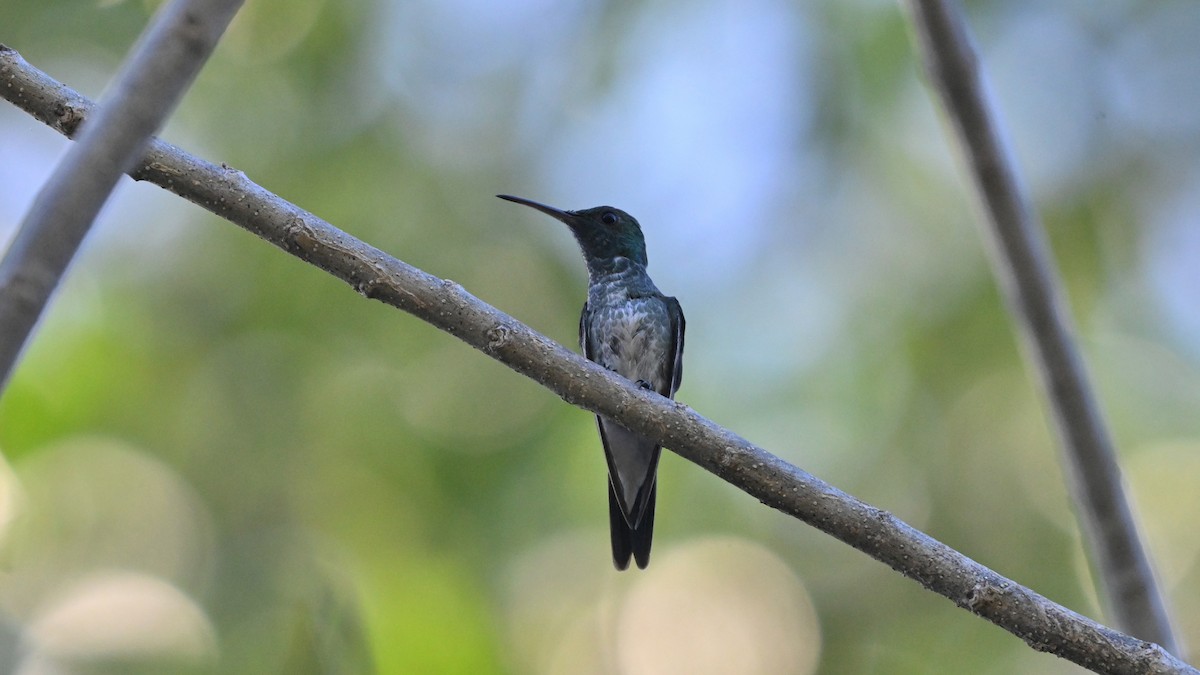 Mangrove Hummingbird - ML646436709
