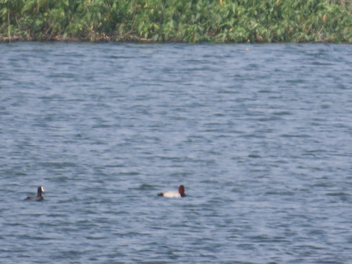 צולל חלודי - ML646436710