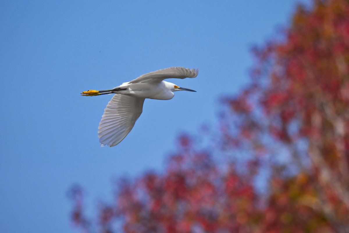 לבנית אמריקנית - ML646436712