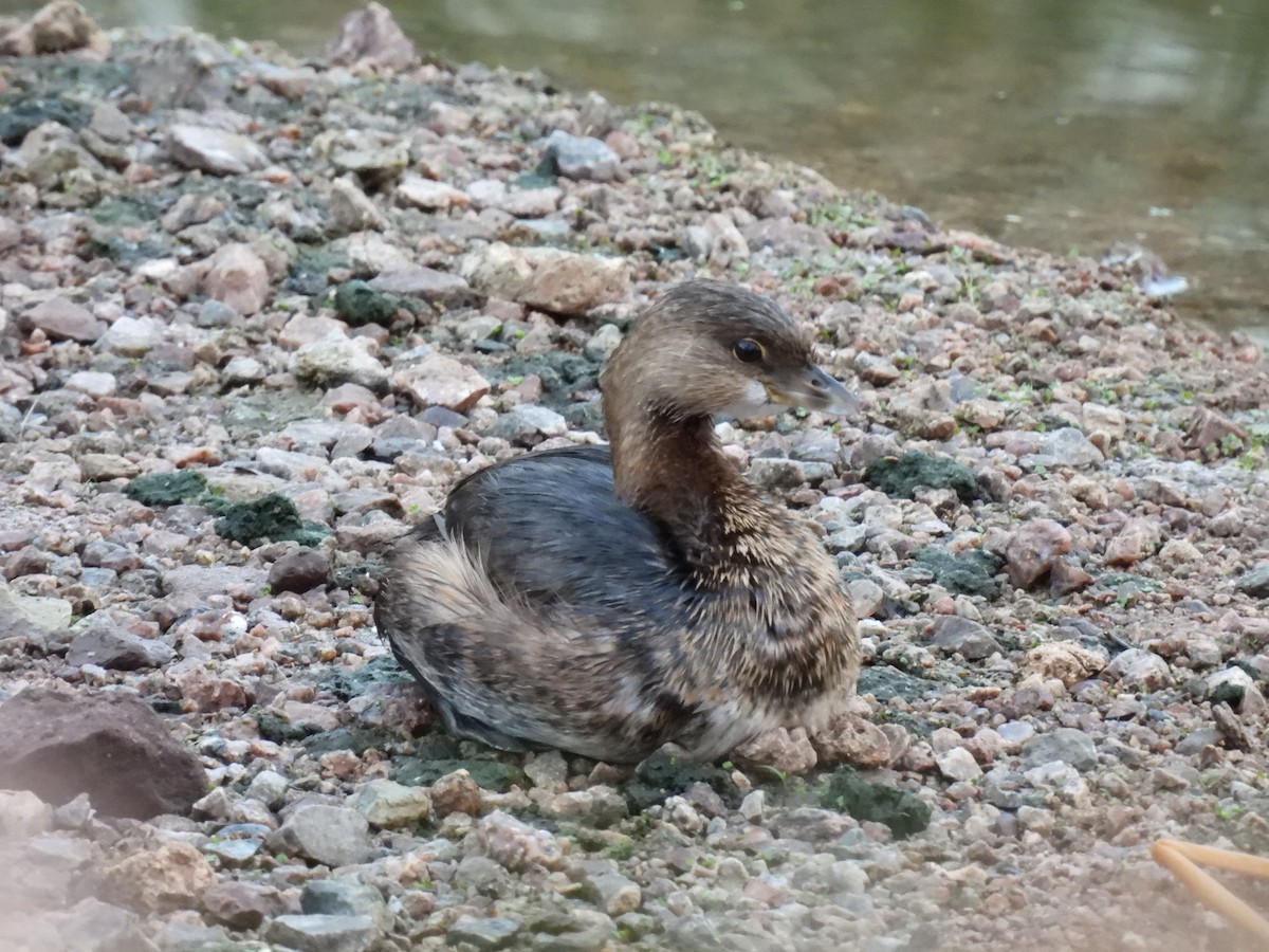 טבלן עקוד-מקור - ML646436714