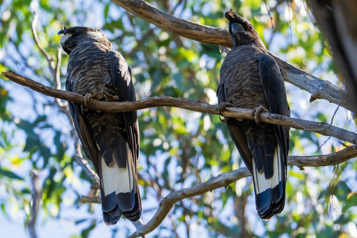 Carnaby's Black-Cockatoo - ML646436715