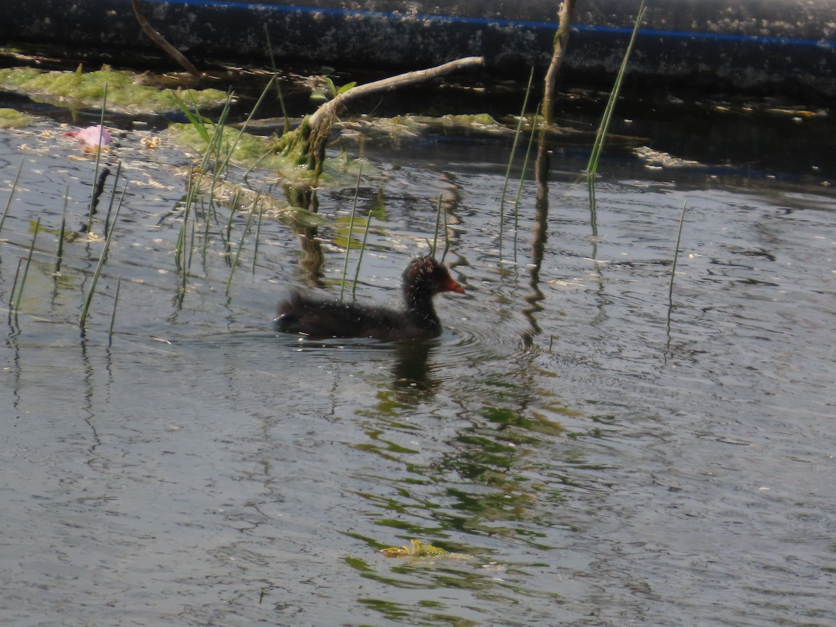 אגמית מצויה - ML646436717
