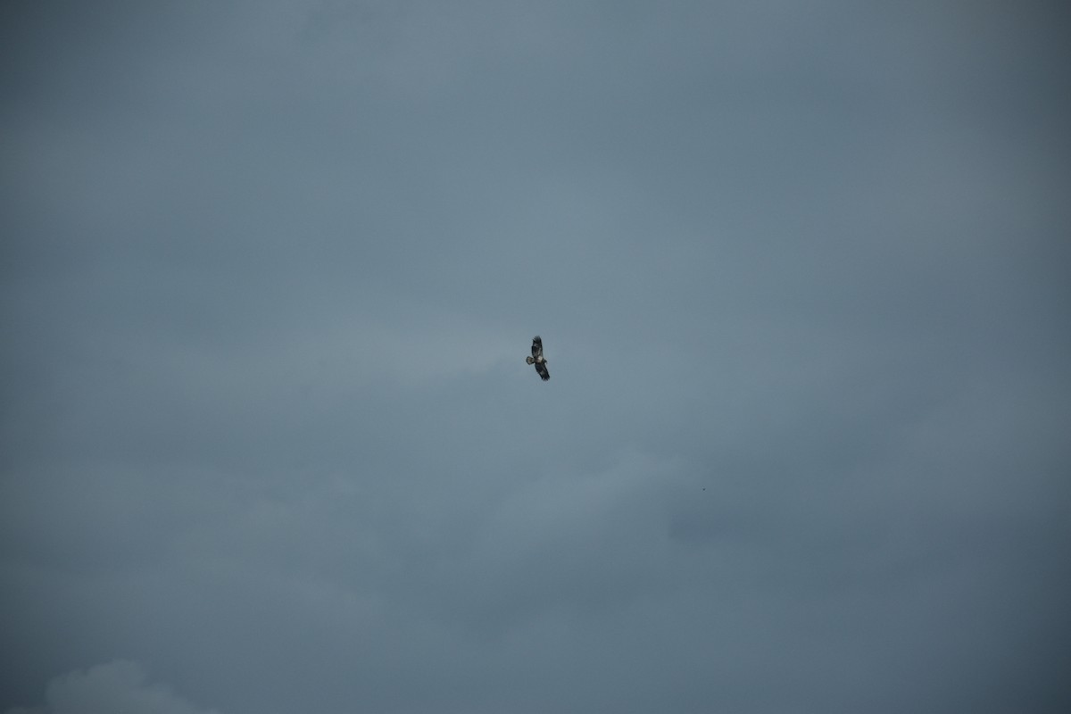 עיטם לבן-ראש - ML646436721