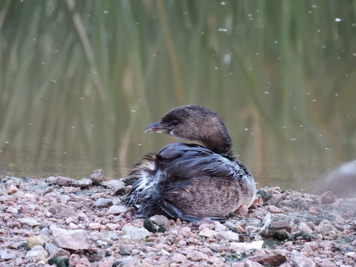 טבלן עקוד-מקור - ML646436722
