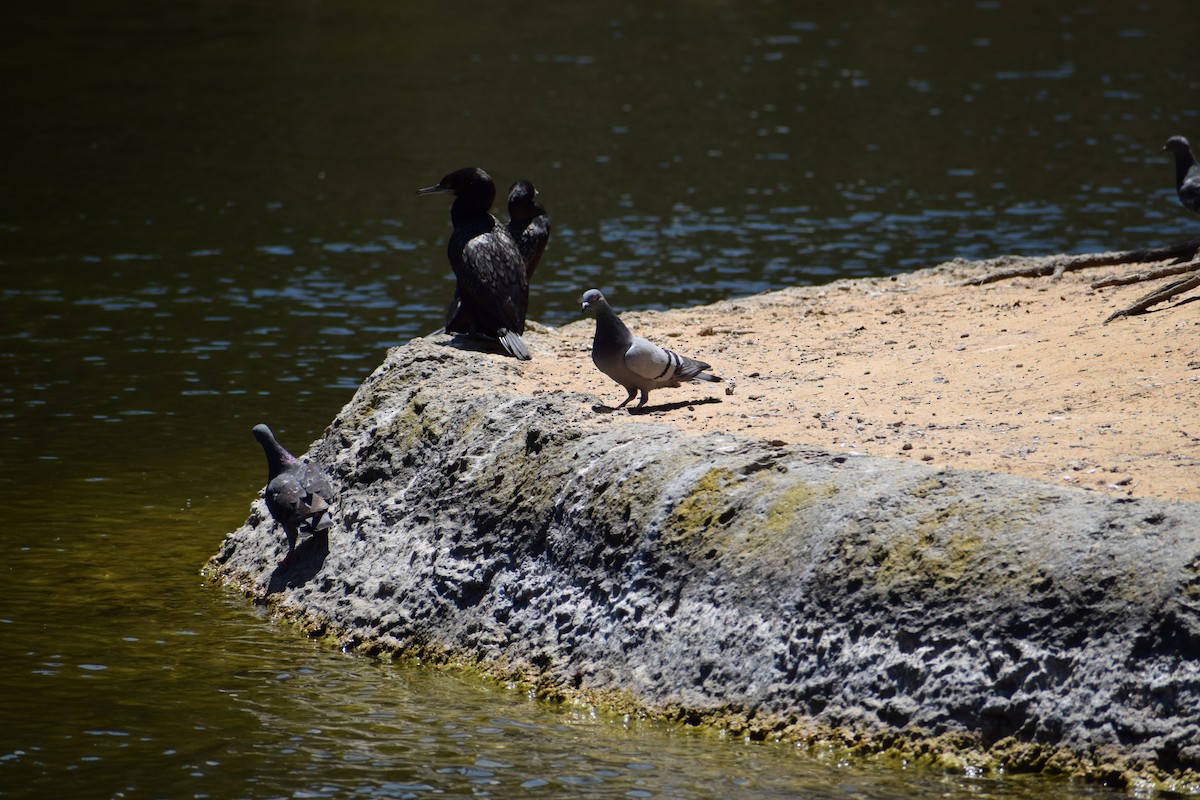 Rock Pigeon (Feral Pigeon) - ML646436723