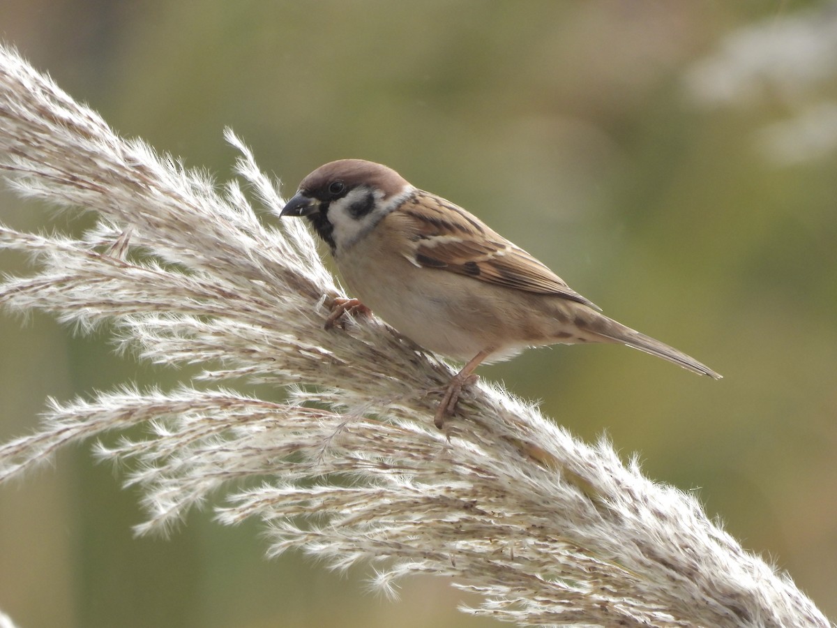 Eurasian Tree Sparrow - ML646436725