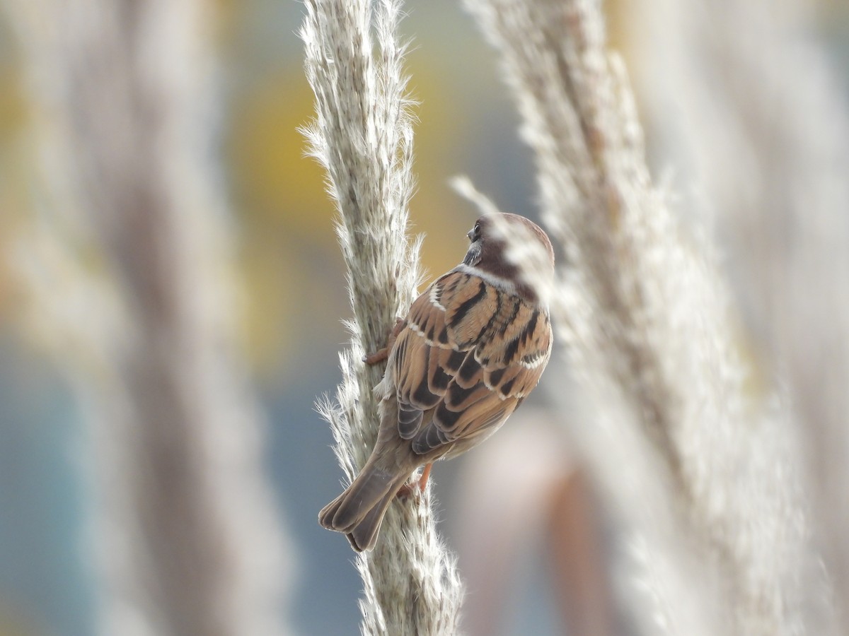 Eurasian Tree Sparrow - ML646436726
