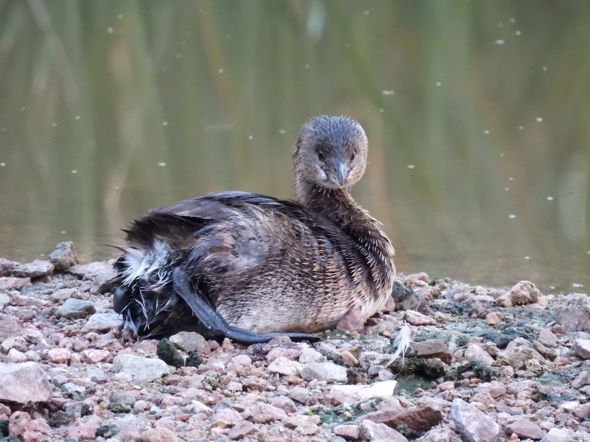 Pied-billed Grebe - ML646436727
