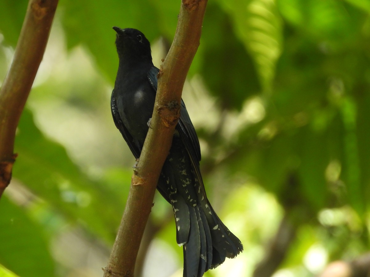 Square-tailed Drongo-Cuckoo - ML646436728