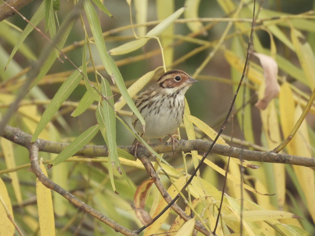 Little Bunting - ML646436731