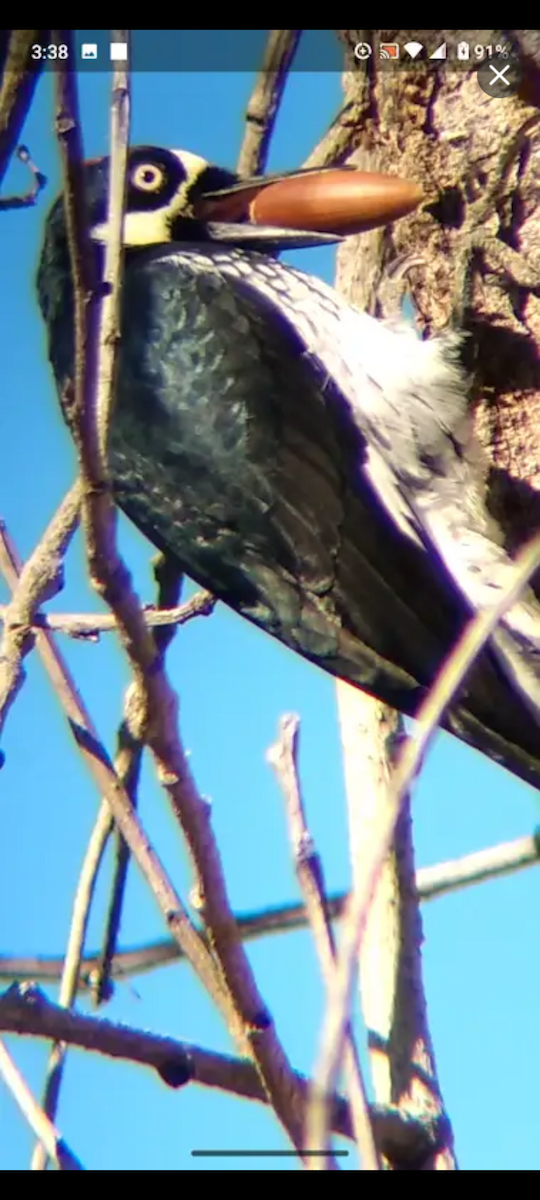Acorn Woodpecker - ML646436732