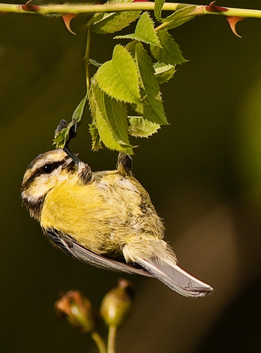 Eurasian Blue Tit - ML646436733