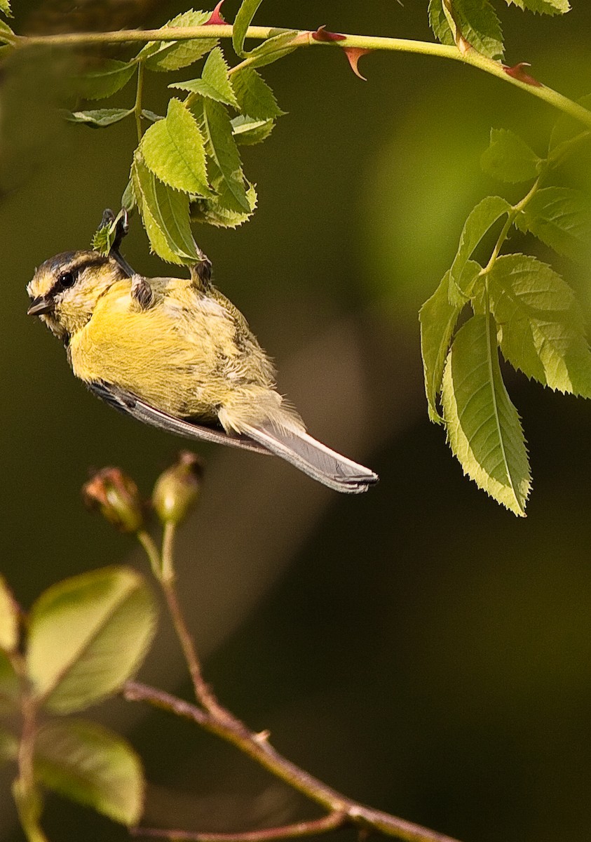 Eurasian Blue Tit - ML646436734
