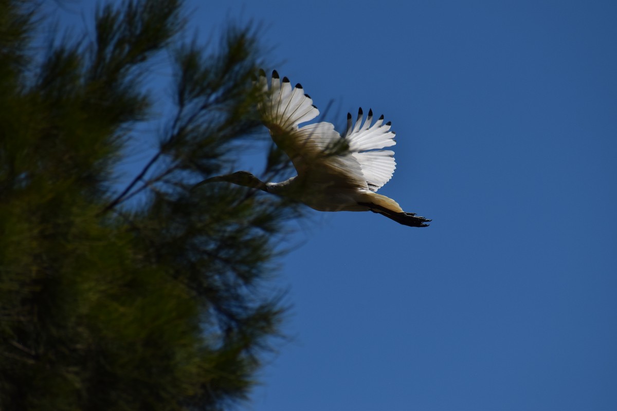 Australian Ibis - ML646436735