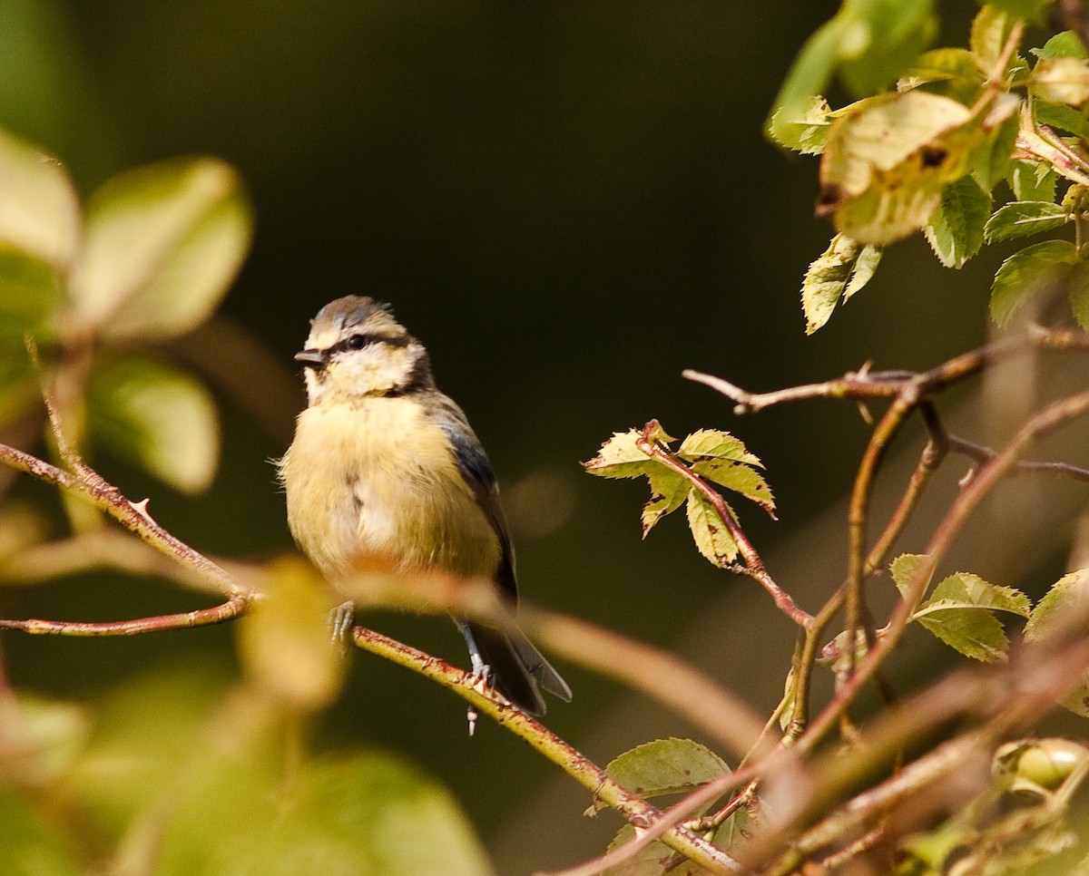 Eurasian Blue Tit - ML646436736