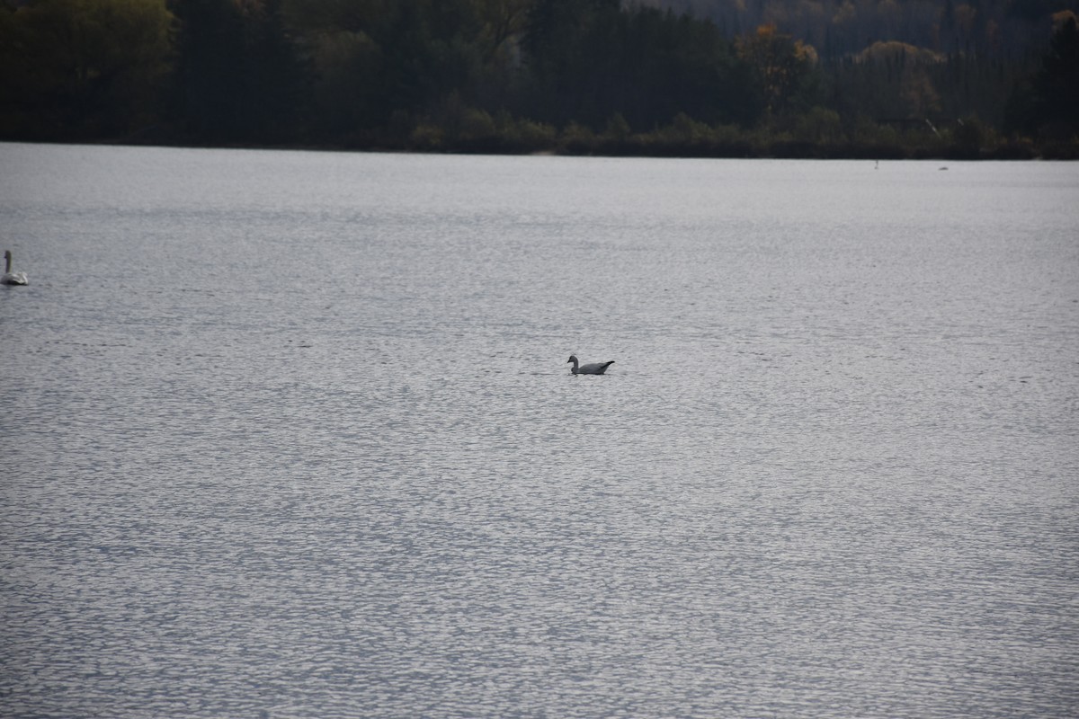 Snow/Ross's Goose - ML646436737