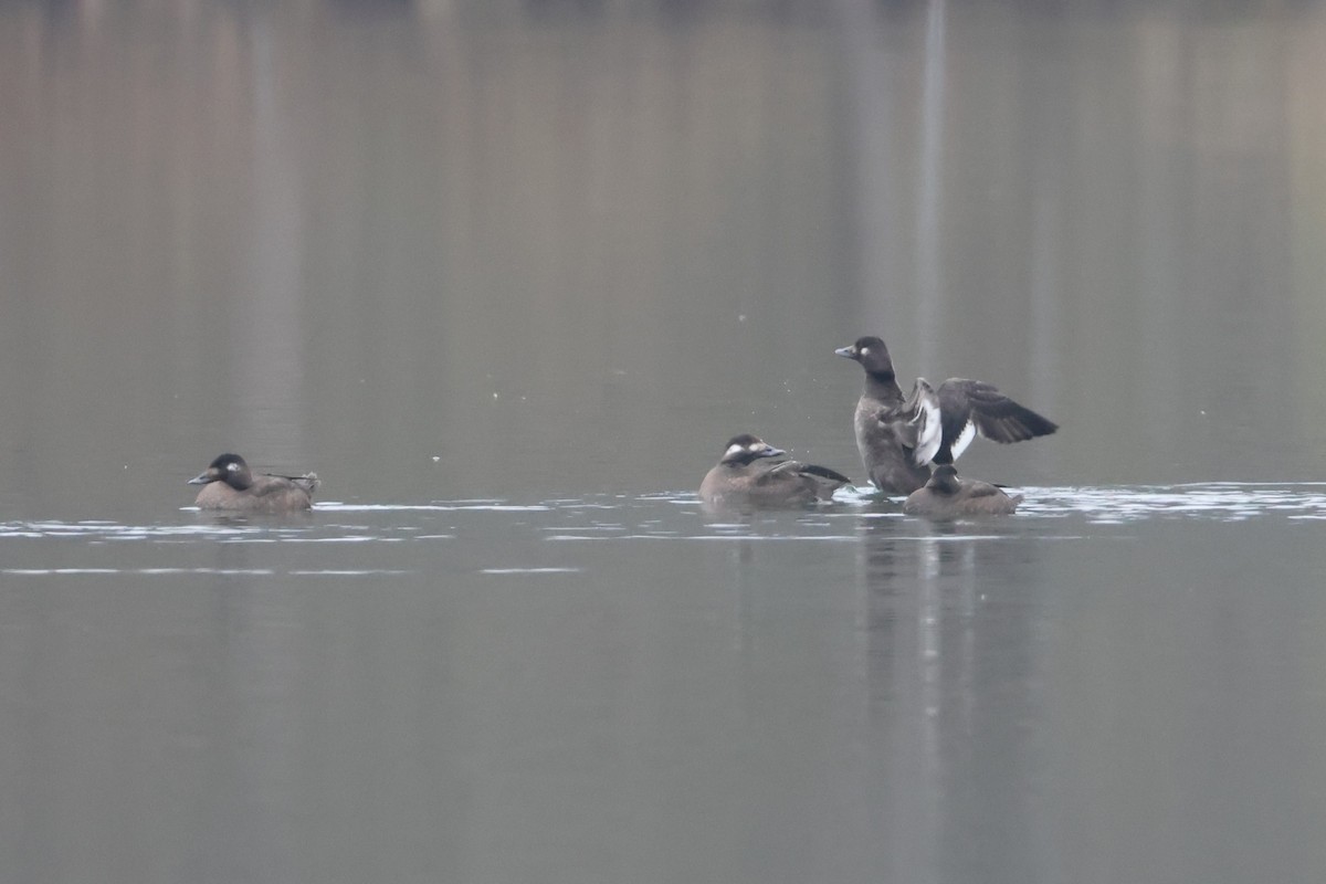 White-winged Scoter - ML646436738