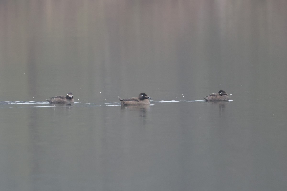 White-winged Scoter - ML646436739