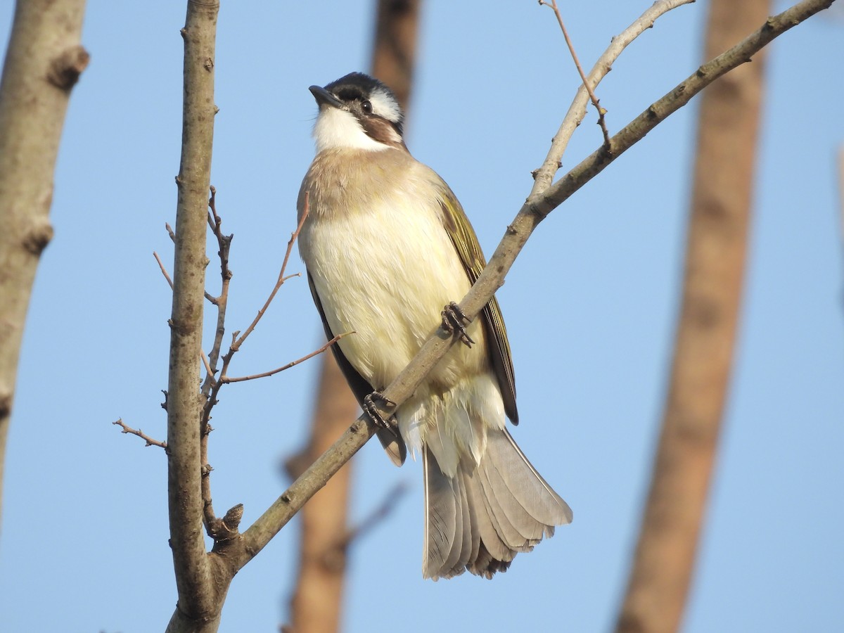 Light-vented Bulbul - ML646436740