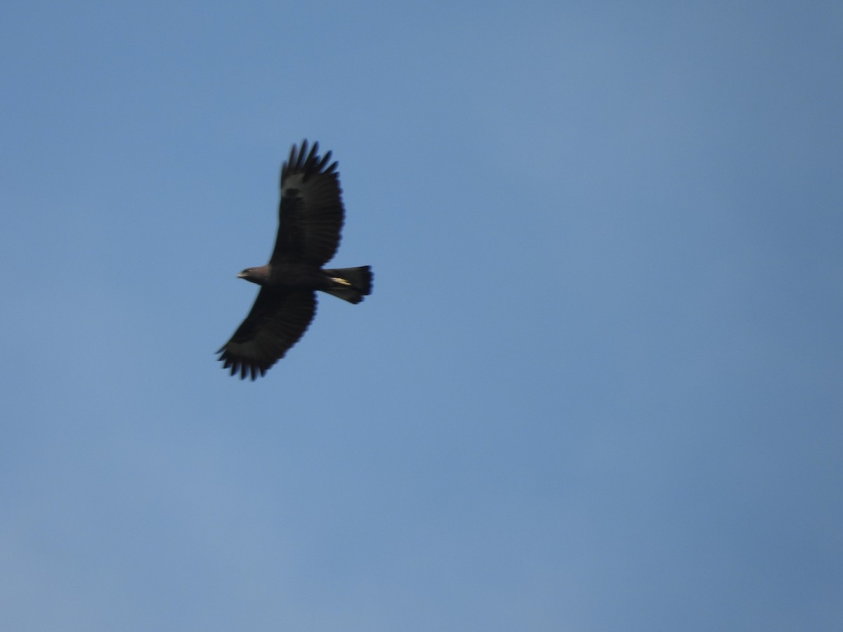 Changeable Hawk-Eagle - ML646436741