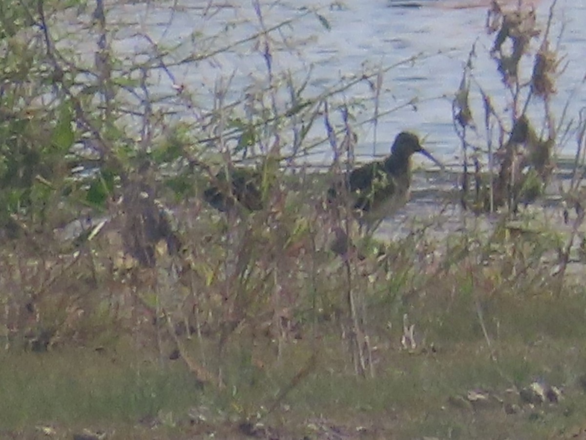 Greater Painted-Snipe - ML646436742